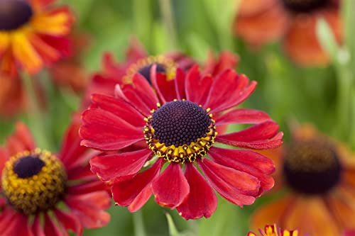 Helenium x cult. 'Kupferzwerg' 11x11 cm Topf – Winterhart, Mehrjährig, Pflegeleicht – Sonnenbraut – Staude für Beet & Garten
