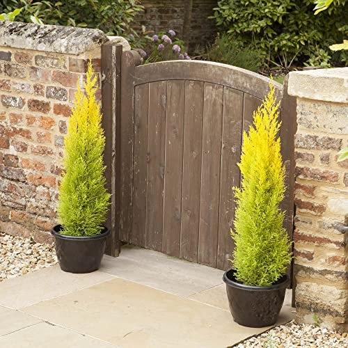 You Garden - 3 x Cupressus Conifer Macrocarpa Goldcrest Tree in a 10.5cm Pot 28-30cm Tall - Supplied as 3 x Established Cypress Tree Ready to Plant in Ground or Large Pots