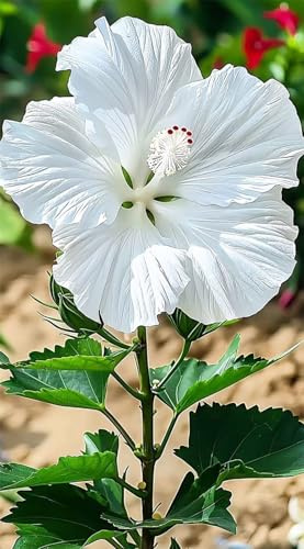 2025 Winterhart pflanzen, Mysteriöse magische Glühbirne,Winterhart zwiebeln,Blumenzwiebel Mix-1 Hibiskus Knollen-I