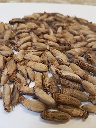 Zoo-Papp Heimchen, subadult, 1kg, lose, blanchiert, gefroren, bis zu 95% entbeint | Futterinsekten | ca 3000 Stück | Großpackung | Acheta domesticus |