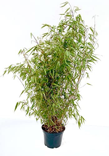 Bambus Fargesia rufa, 7,5 Liter, Höhe 80/100 cm