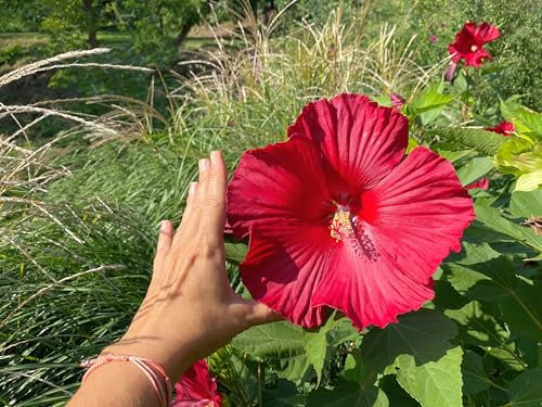 Pack of 10 Hibiscus moscheutos Seeds - Hardy Perennial with Large Rose, Pink, and Red Blooms - Huge Flowers (Rose Mallow) (Red)