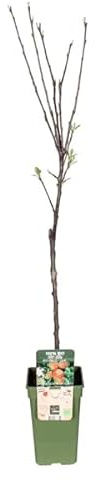 Apfelbaum Elstar – Herbstapfel – Malus Domestica – Ø19cm – 60cm hoch – Obstbaum für Garten & Balkon – Fruchttragend & robust