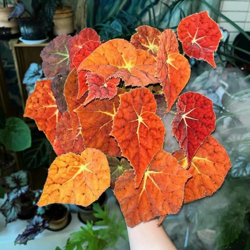 begonien kräuterpflanzen zimmerpflanze pflanzendeko gartenpflanzen balkon deko pflanzensamen winterharte stauden mehrjährig gartenkräuter topfpflanzen draußen winterhart kräuterbeet 30samen