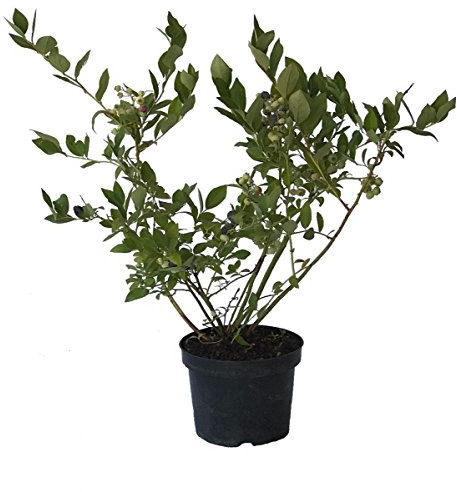 Heidelbeere Denise blue Blaubeere Vaccinium corymbosum Kulturheidelbeere 40-60 cm 3 Liter Topf