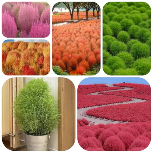 semi di kochia scoparia - cipresso estivo - perenni resistenti, rare da balcone resistenti 500pcs