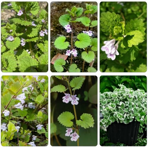 edera terrestre semi d'ivra terrestre perenni resistenti al sole pieno giardino decorazioni giardino per esterni selvatici balcone primavera balcone decorativo con 100pcs