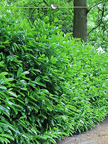 Lorbeerkirsche Novita 80-100 cm im Topf. 18 Heckenpflanzen kaufen Sie hier