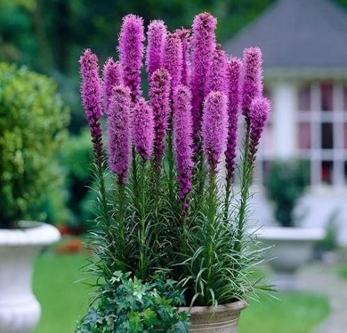 Lot de 100 nouvelles graines de fleurs de lavande liatris fraîches