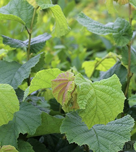 Haselnussstrauch Waldhasel 125-150cm - Corylus avellana - lebende Gartenpflanze aus den Baumschulen