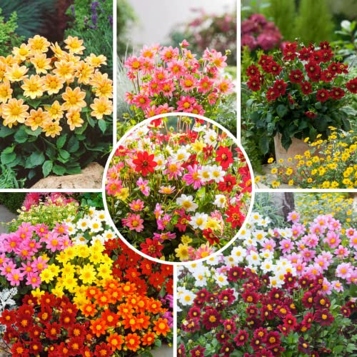 Plant in a Box - Dahlia Topmix - Set de 6 - Mélange de bulbes de fleurs - Mélange coloré de différentes fleurs de dahlia voyantes - Floraison estivale - Mélange de bulbes de dahlia