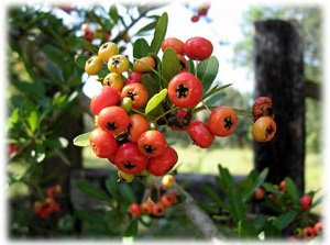100 semi di Agazzino 3182 (Pyracantha coccinea)