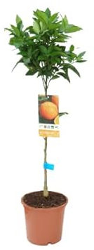 Naranjero Natural Árbol Que Produce Naranjas en Temporada