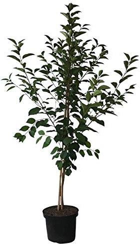 Morellenfeuer milde Sauerkirsche für Saft und Gelee Buschbaum 110-140 cm 10 Liter Topf F12/1