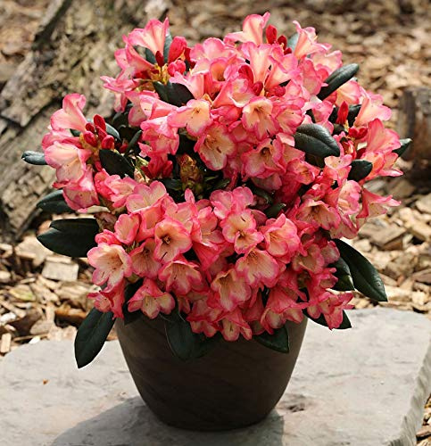 Rhododendron Barbarella 25-30cm - Rhododendron yakushimanum - lebende Gartenpflanze aus den Baumschulen