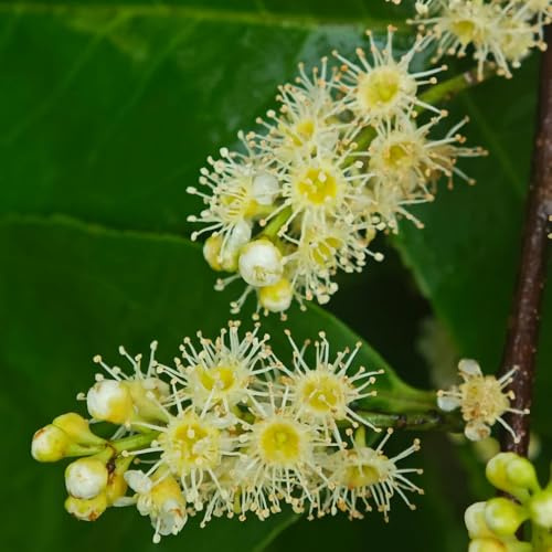 Semi di alloro ciliegio, da giardino perenni Prunus laurocerasus, resistenti per il giardino arbusti a crescita rapida semi di alloro ciliegio 10pcs