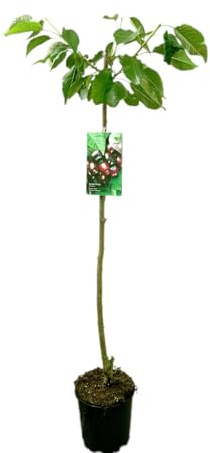 Garden Center Shop | Cerezo Picota M25 | Árbol Frutal Natural de Cereza | Fruta Dulce y Jugosa | Planta Exterior para Huerto o Jardín