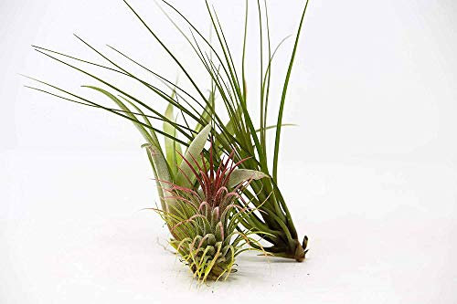Biotope Aquatics Ltd - 3 Air Plants Mixed Tillandsia - Strong Large Plants - Indoor House Airplants - House Purifying