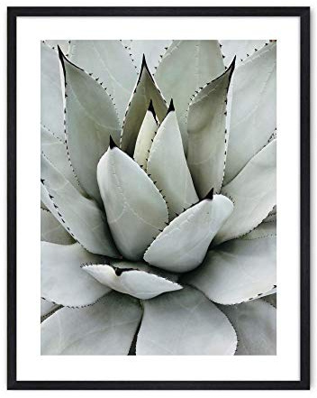 Din A4 Kunstdruck ohne Rahmen - Agave - Sukkulente - Kaktus - Makro Foto - Natur Pflanze -Druck Poster Bild