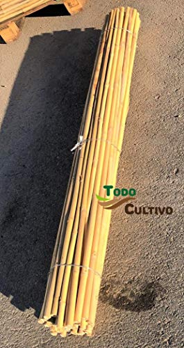 Tuteur en bambou thaïlandais de 1,5 m de hauteur, diamètre 18-20. Lot de 50 tuteurs adaptés à tout type de plantes.