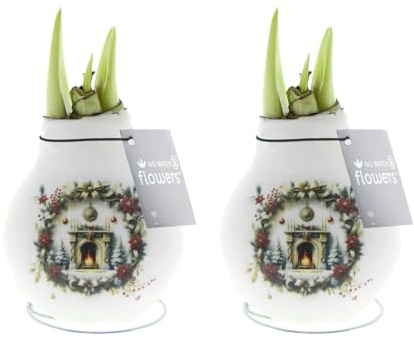 Bloomique - 2er Set - Amarylliszwiebel in Wachs - Weihnachtskamin - Weihnachtsdeko - Blumenzwiebel - 15-25 cm hoch bei Lieferung - Wächst auf 40-60 cm