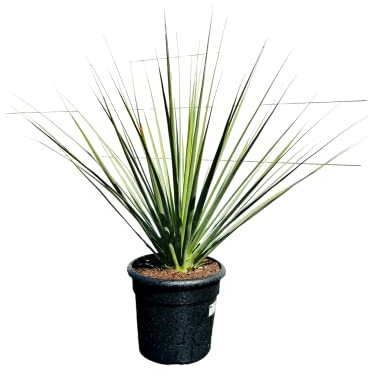 HERBE À OURS BLEUE - NOLINA NELSONII 120 CM