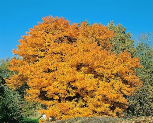 Speierling Sorbus domestica 100-125 cm Obstbaum winterhart | Sonniger Standort, essbare Früchte, ideal für Streuobstwiesen, robuster Wuchs, bienenfreundlich
