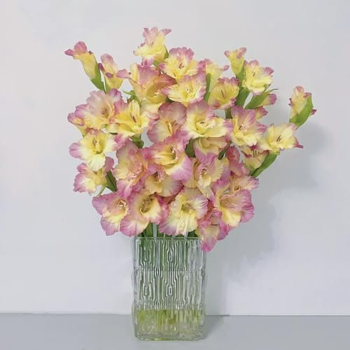 10 pcs gladiolen zwiebeln winterhart, Gladiolus, blumen pflanzen für draußen winterhart, seltene pflanzen gladiolen knollen geschenke blumendeko zwiebeln winterhart mehrjährig outdoor
