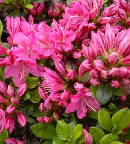 Rhododendron obtusum 'Kermesina' 25-30 cm Japanische Azalee Alpenrose rosa