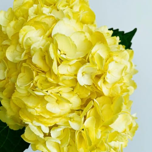 semillas de hortensias resistentes - exóticas jardin decoración 100pcs