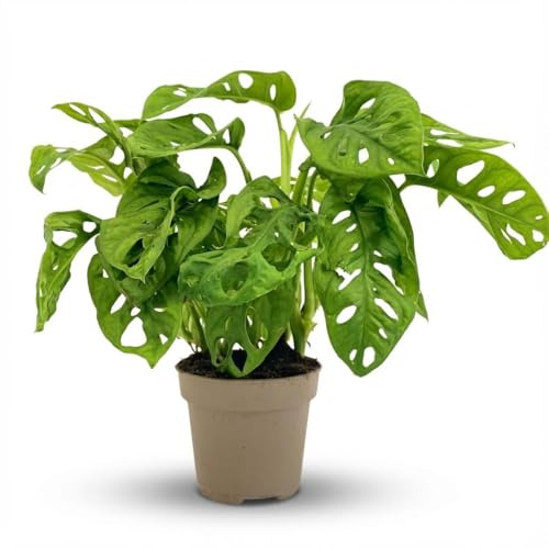 Monstera Adansonii Monkey Mask Ø12cm Höhe25–35cm – Tropische Zimmerpflanze mit gelochten Blättern – Pflegeleichte Kletter- & Hängepflanze für Wohnraum & Büro