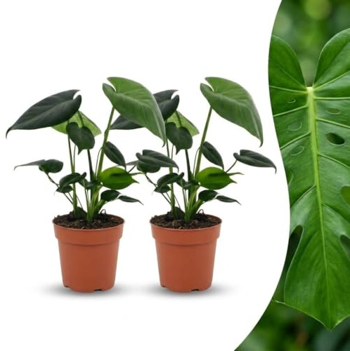 Monstera Deliciosa - Pianta dei buchi - 2 piante - 30cm - Ø12cm
