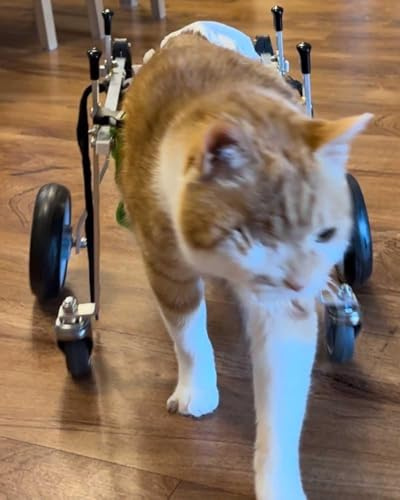 Pet Mobility Aid Rollstuhl für Hunde und Katzen, volle Unterstützung, Rehabilitationswagen mit 4 Rädern für Vorder- oder Hinterbeine, ideal für Bewegung und Erholung
