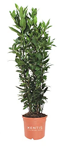 KENTIS - Laurus Nobilis Pianta di Alloro - Piante da Esterno Vere Sempreverdi - Pianta da Siepe - H 60-80 cm Vaso Ø 18 cm