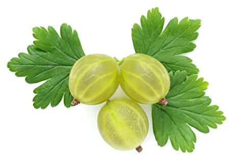 Gooseberry Plants, 'Ribes Invicta', 2 x Large Plants in 2 Litre Pots, Garden Ready and Ready to Plant, Premium Quality Fruit