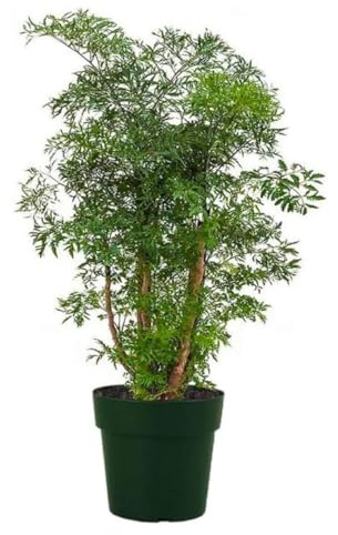 American Plant Exchange Live Dwarf Ming Aralia Tree, Miniature Bonsai Tree, Plant Pot for Home and Garden Decor, 6-Inch Pot