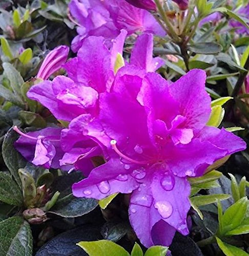 Kriechende Immergrüne Zwerg Azalee Galapagos 20-25cm - Rhododendron nakaharai - lebende Gartenpflanze aus den Baumschulen