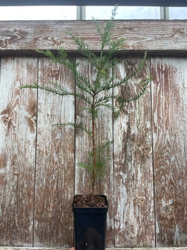 Coast Redwood Tree 100/120cm (P9T) - Sequoia sempervirens - UK Grown