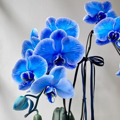 semillas de orquídeas phalaenopsis - orquídeas - para lugares soleados phalaenopsis ornamentales, decoración, sombra Macizo, 85pcs
