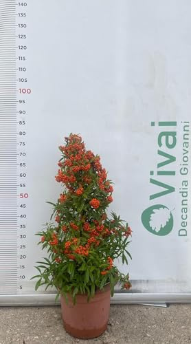Planta Firethorn Pirámide Altura 60/80 CM (Foto Real) Pyracantha Florero