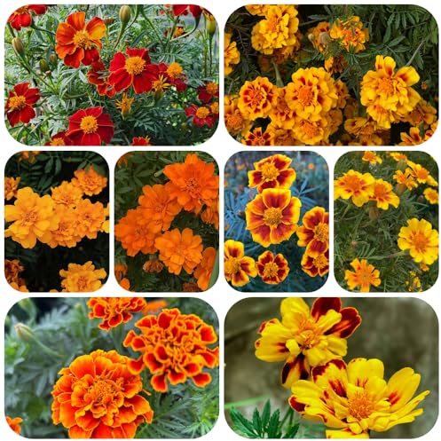 Semi di tagete - Decorazioni resistenti giardino interno 550pcs