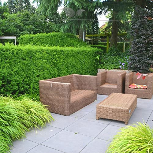 Gardline - Nicht-Fruchtende Eibe Taxus media Hillii 80-100 cm IM TOPF. 3-200 Heckenpflanzen - 80 St. (ca. 24,5 Meter)