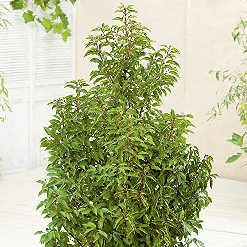 GARTEN SCHLÜTER® Portugiesischer Kirschlorbeer Angustifolia - 20-30 cm