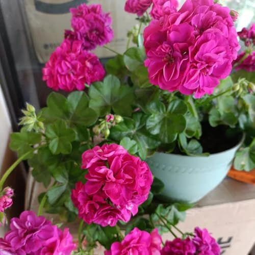 semi di geranio resistenti - pelargonium - rare, selvatici, da ombra da giardino roccioso resistenti da aiuola rialzata 70pcs