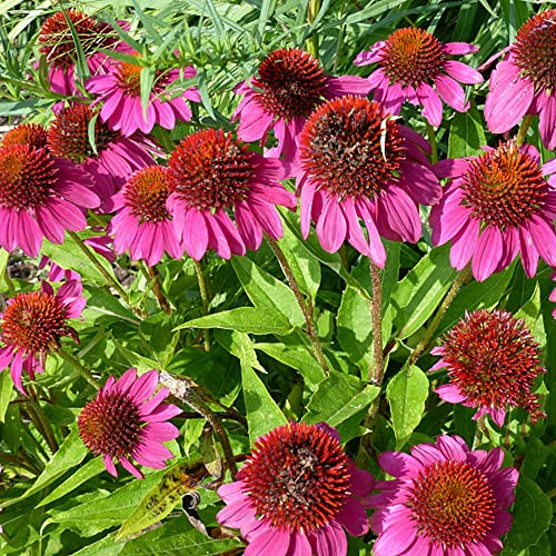 sonnenhut kletterpflanze frühlingsblumen sommerblumen blumensamen kaufen garten hochbeet balkongewächshäuser immergrüne exotische zimmerpflanzen bonsai topf schmetterlingsflieder 400samen