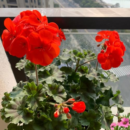 Geranios colgantes - Pelargonium - Decoración de sala de estar con camas elevadas Decoraciones jardín al aire libre. semillas balcón 25semillas