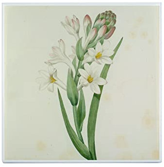 Piastrella in ceramica decorativa 20 x 20 cm - Tuberosa Tavola Illustrazione Botanica Antica Fiori