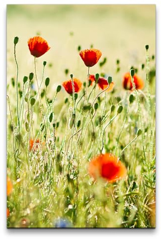 Paul Sinus 60x90cm Wandbild Mohnfeld – Natürliche Leichtigkeit – Blumenwiese im Sonnenschein