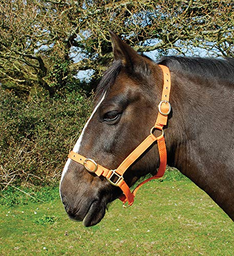 Rhinegold Ponystrick Tierhalsband Pony Größe, Nylon, Einstellbare Noseband und Messing-Stollen und Schnallen