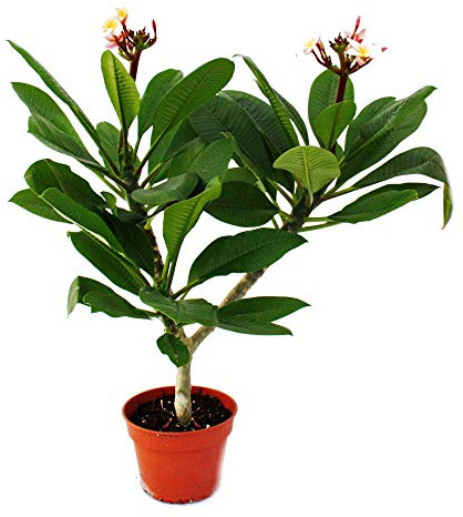 Exotenherz - Árbol del templo hawaiano - Plumeria - Color sorpresa.
